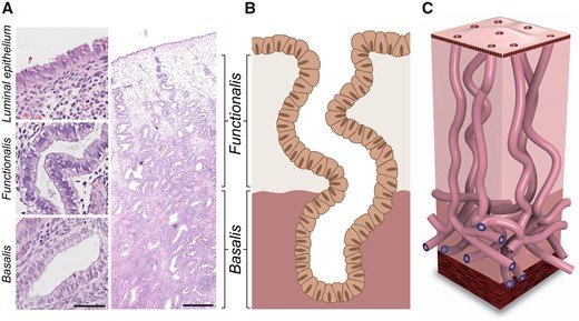 Microscope images of endometrial glands next to an outdated illustration of tube-like glands and an updated 3D visual showing the branching structure of deep endometrial cells by Nicola Tempest