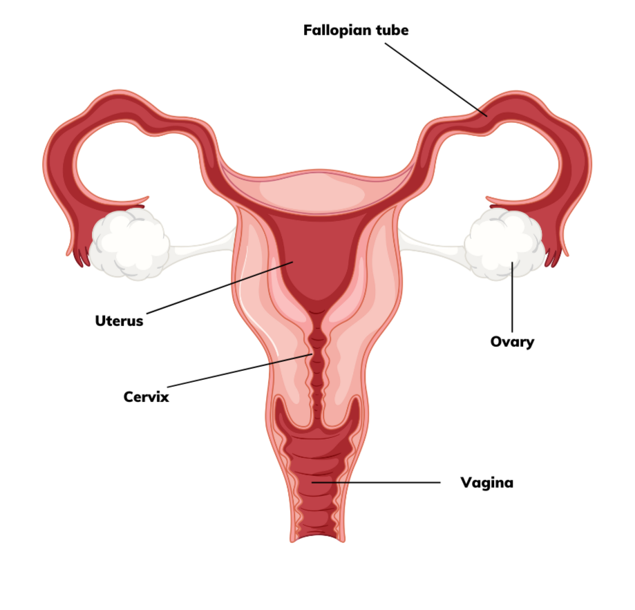 Female reproductive system with the labels: uterus, cervix, vagina, ovary, fallopian tube