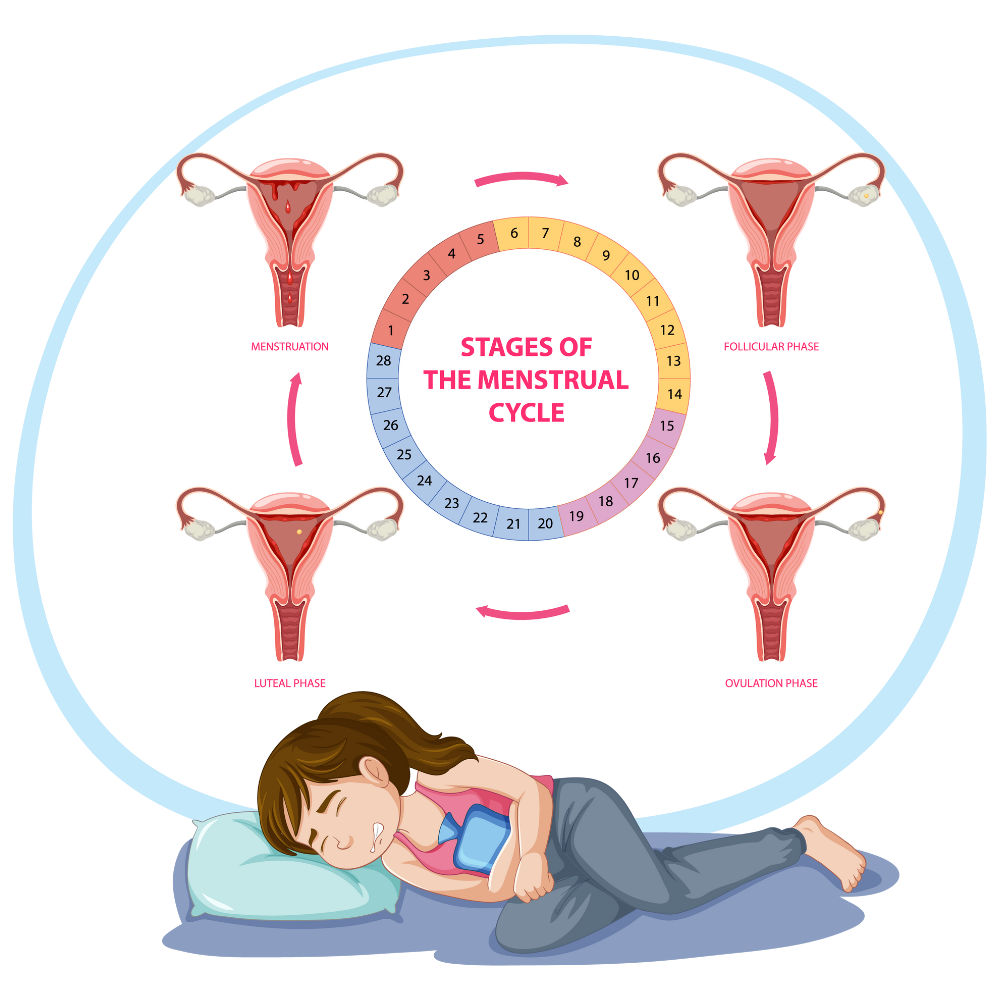 The stages of the menstrual cycle. Day 1 - 5 menstruation, day 6 - 14 Follicular phase, day 15 - 19 ovulation and day 20 - 28 luteal phase.